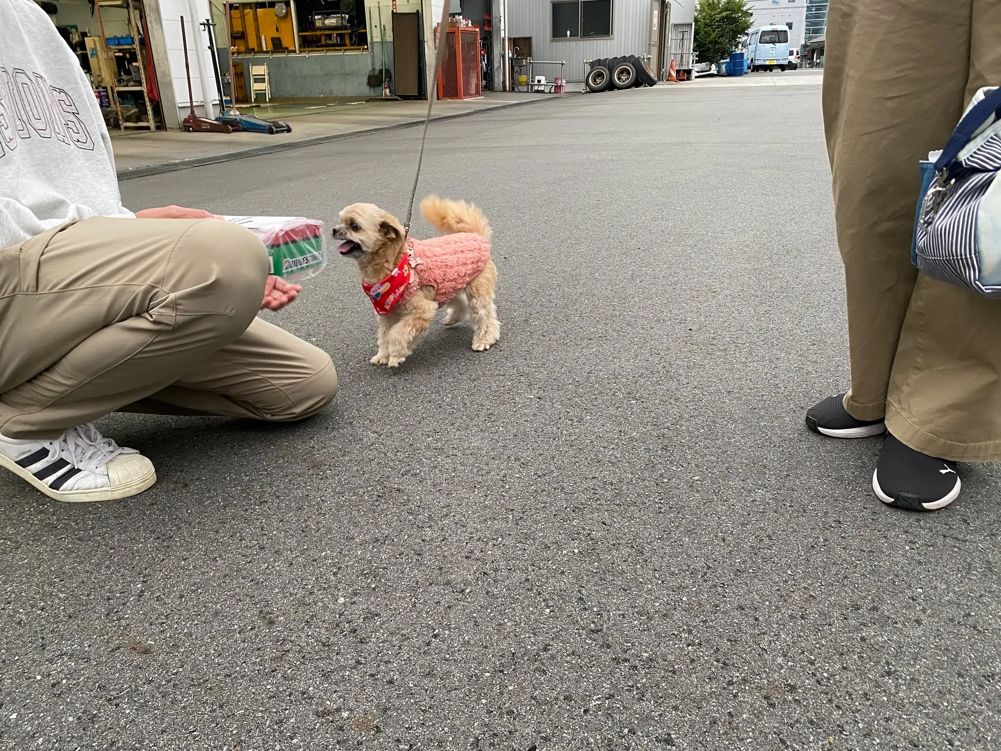 コムちゃんご来店♪