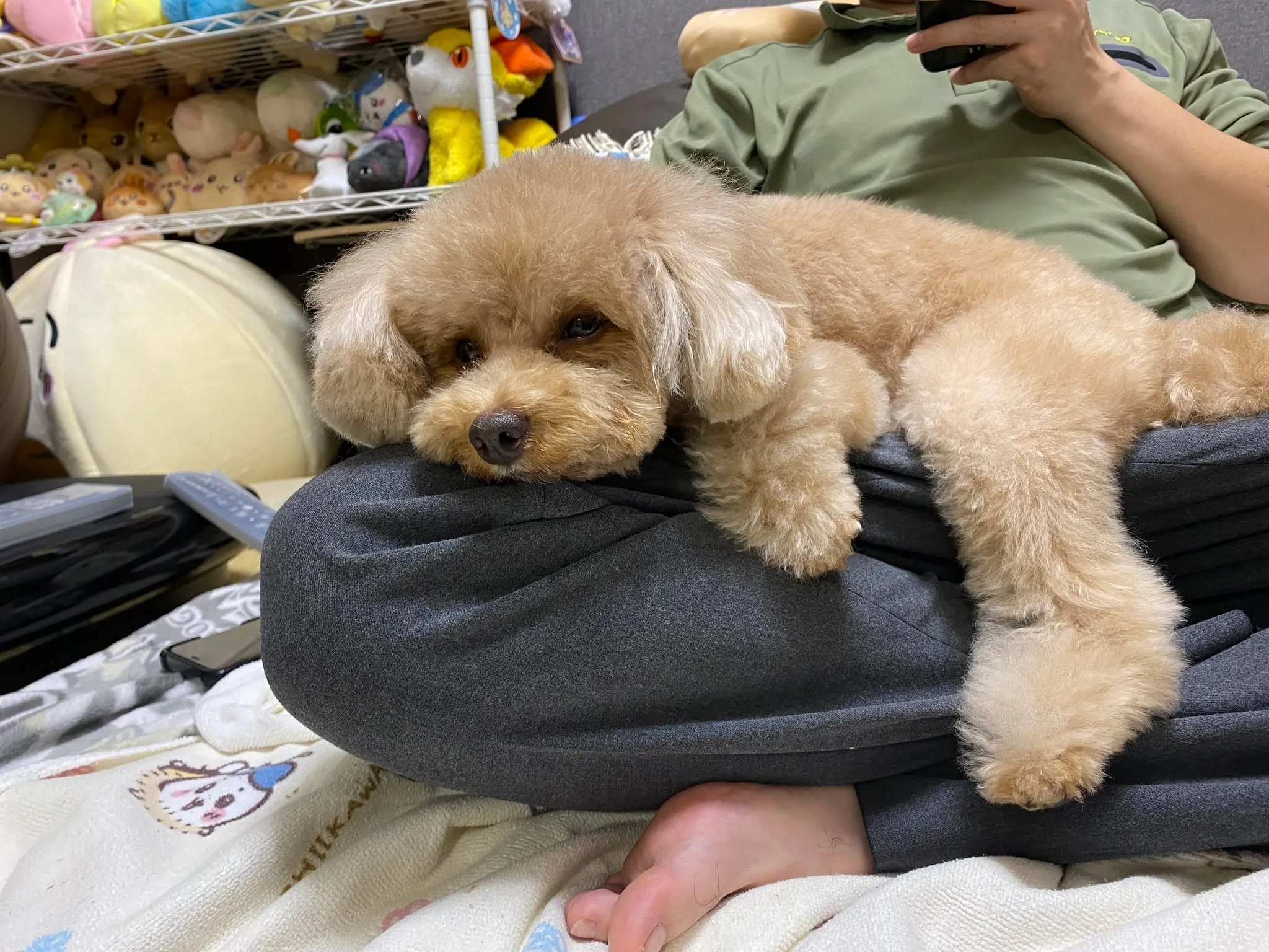 ココアさんトリミング後の可愛さ倍増