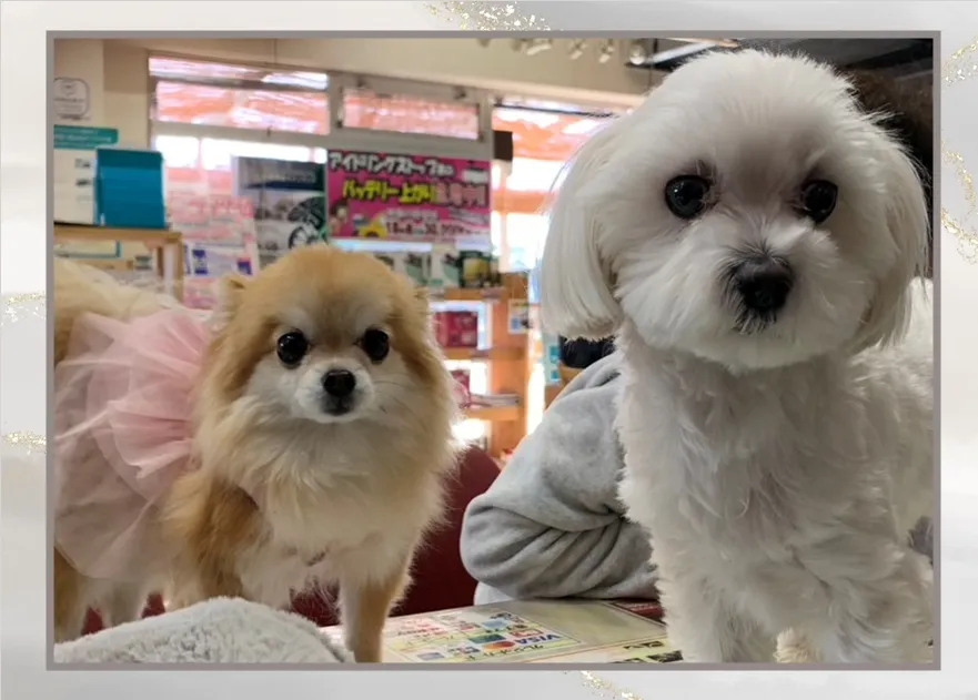 当店はペット入店可のお店です！