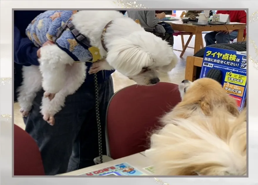 シュガーちゃんご来店！