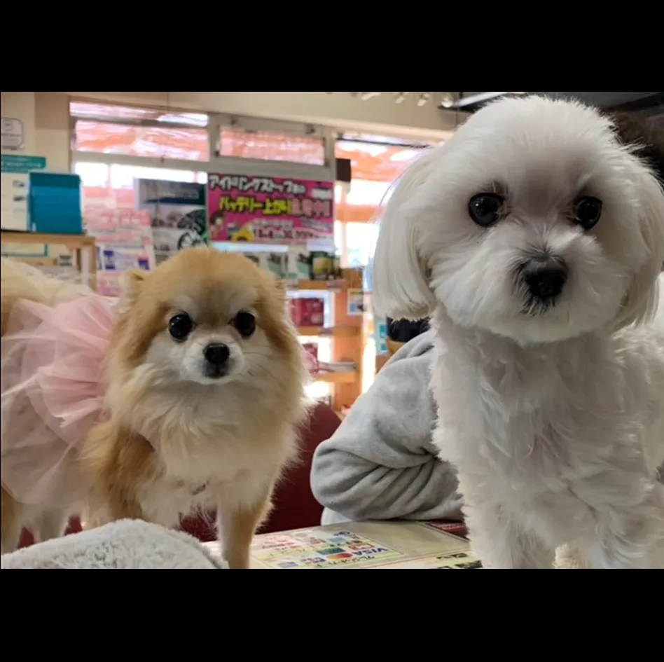 常連のボーラちゃん