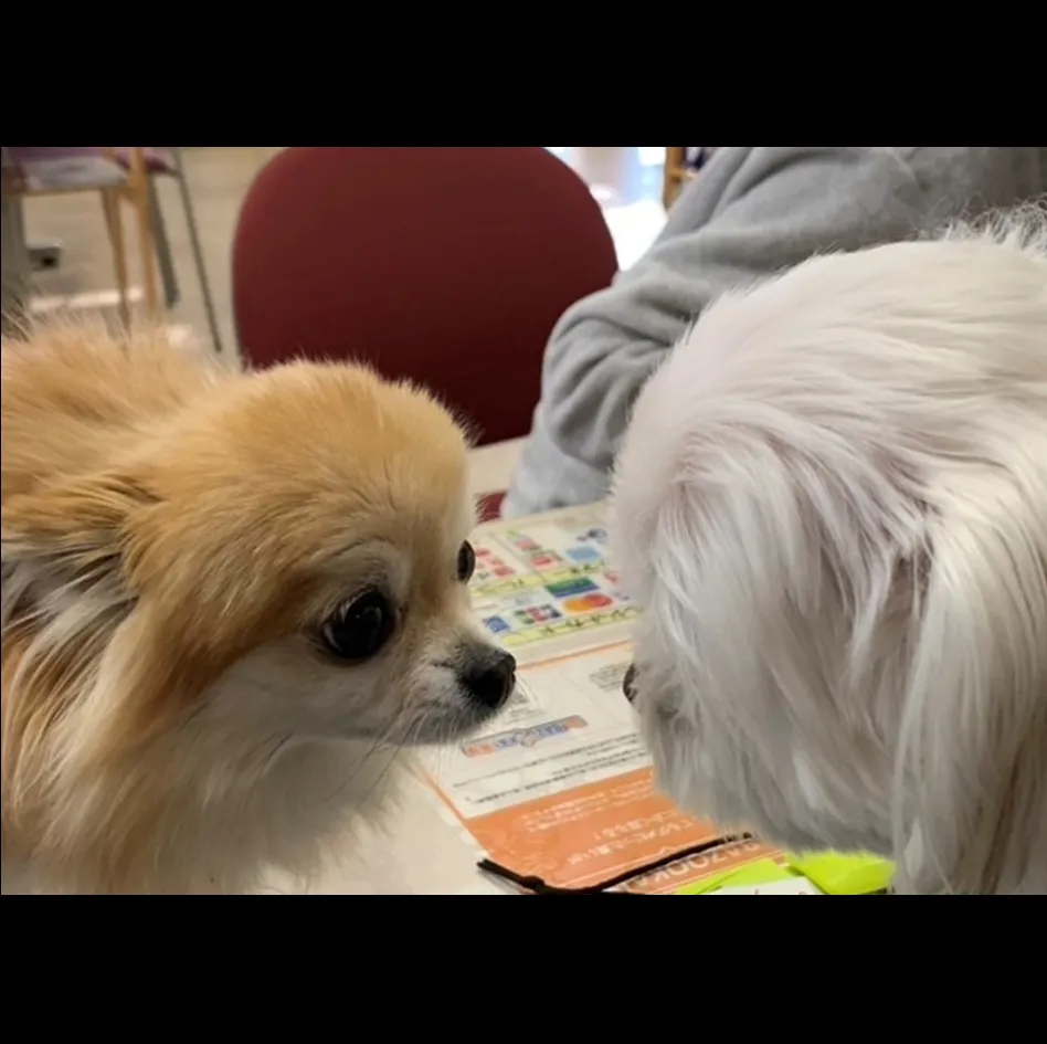 常連のボーラちゃん