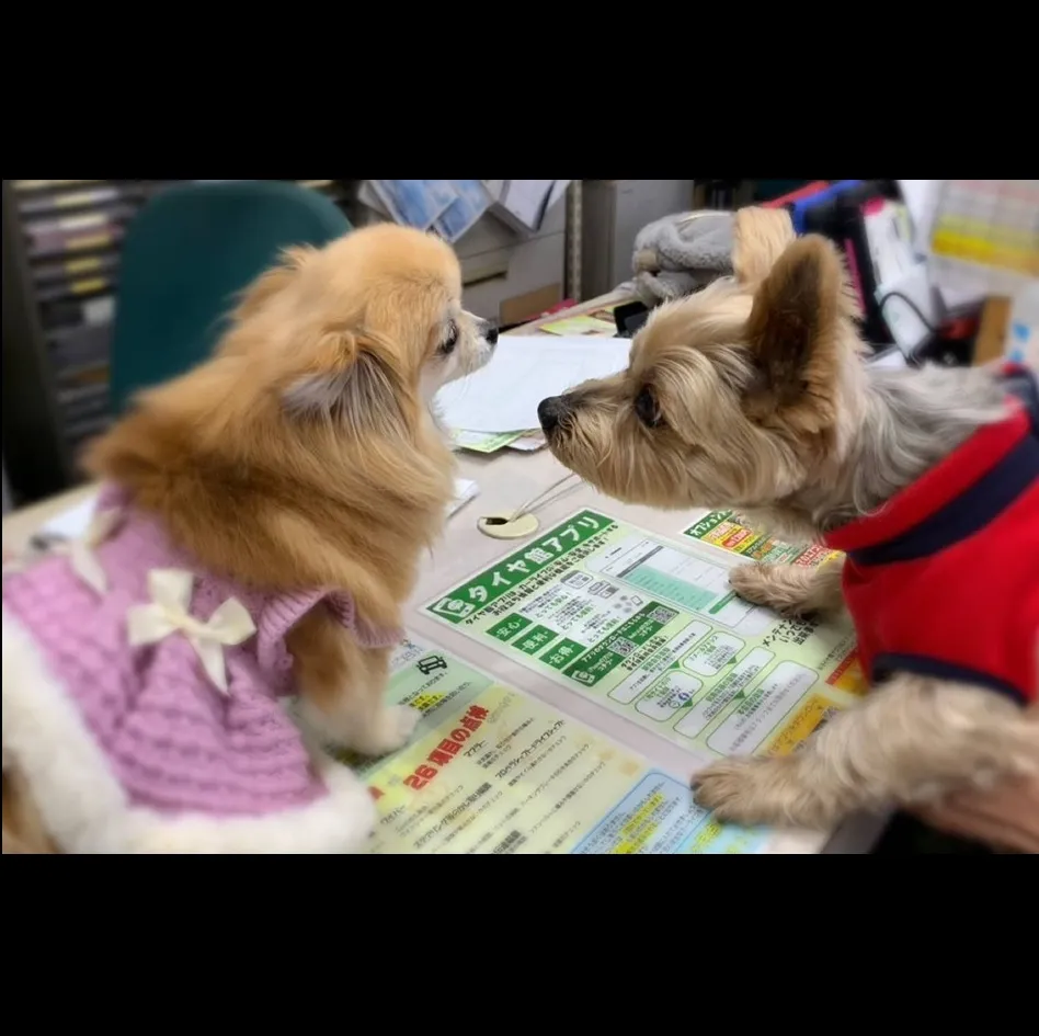 ゴンちゃんご来店！