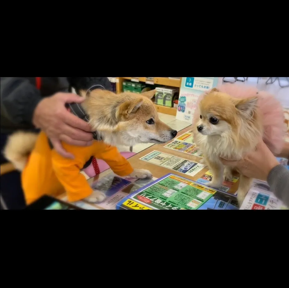 マコちゃんご来店！