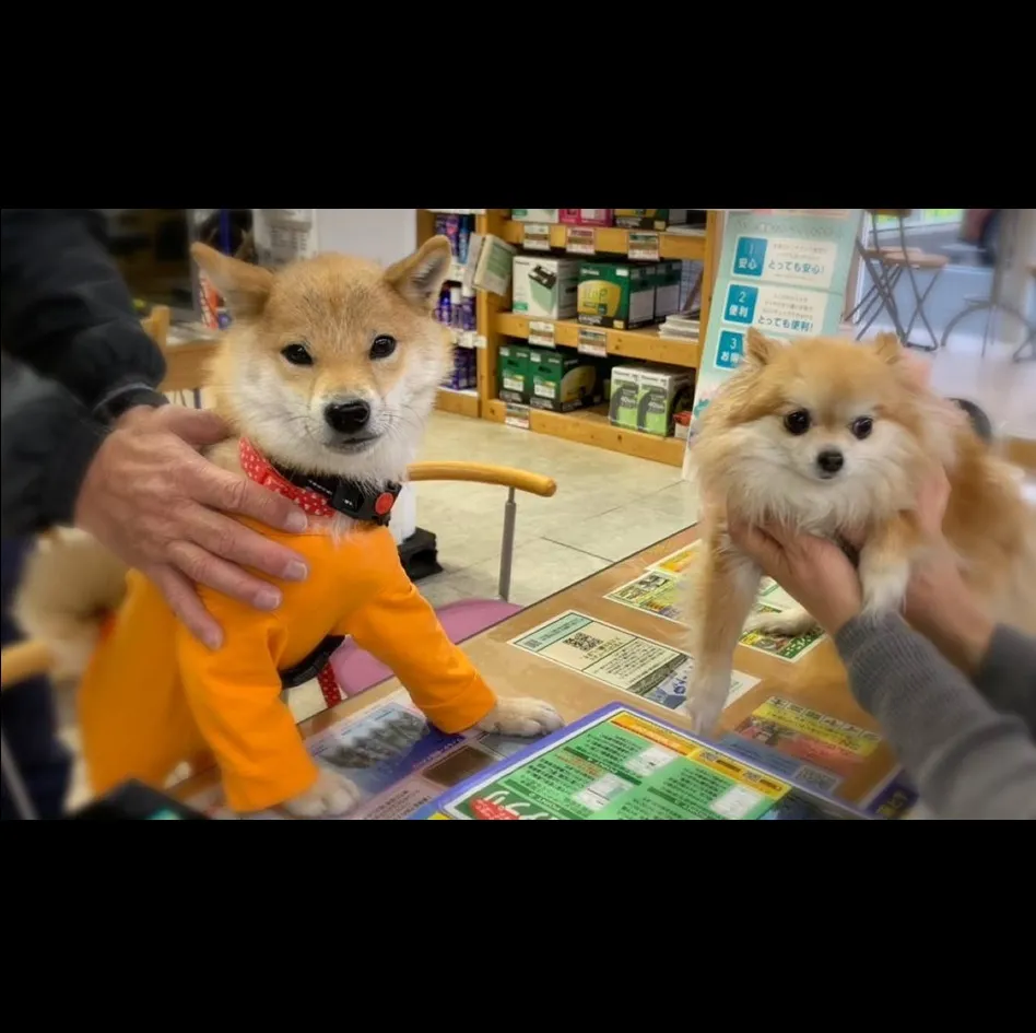 マコちゃんご来店！