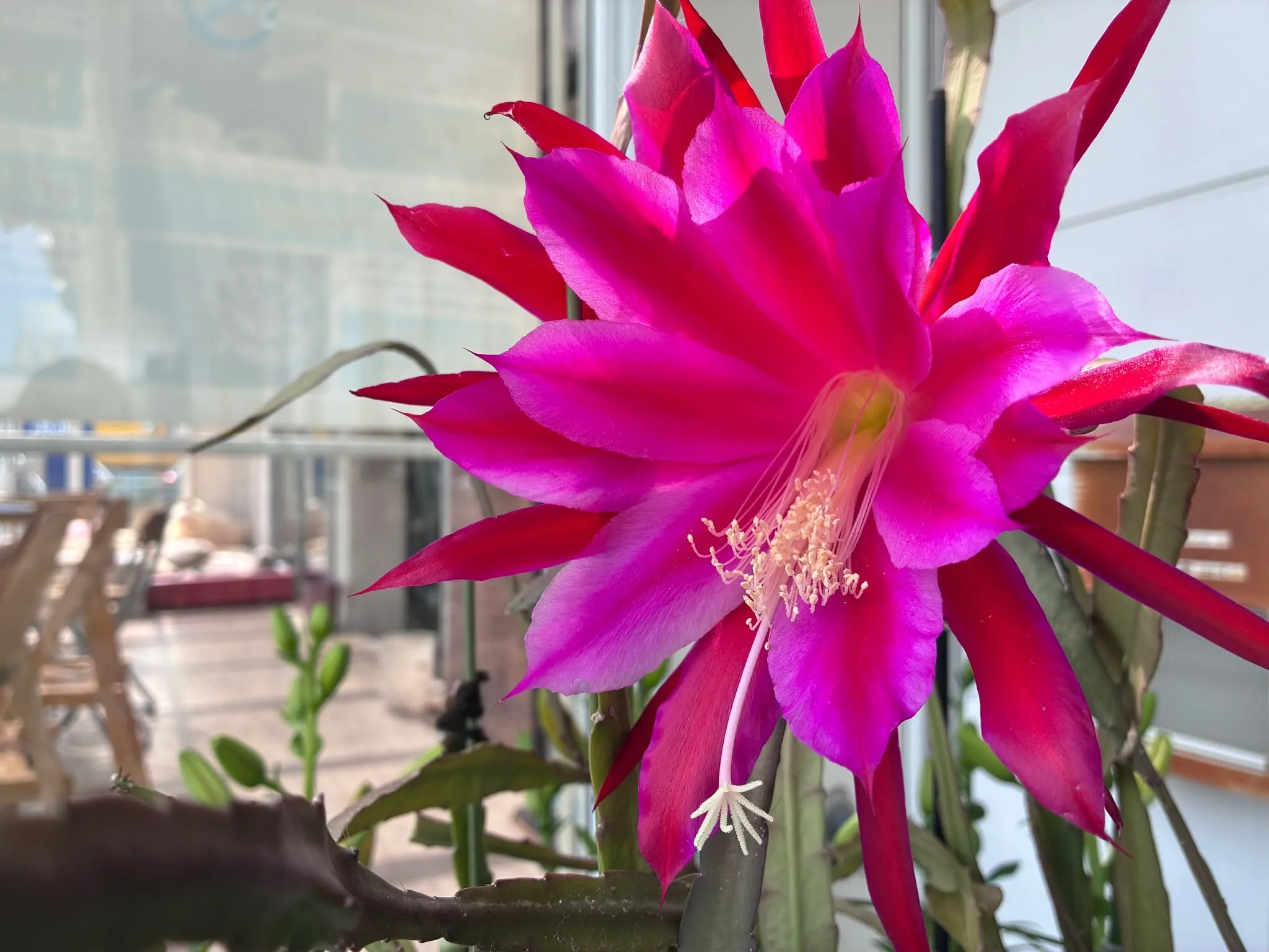 素敵なお花