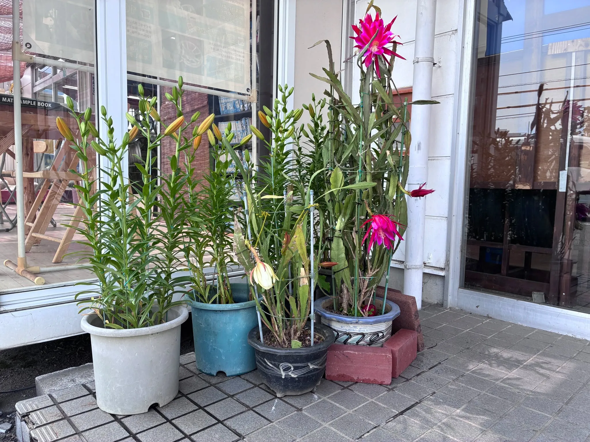 素敵なお花